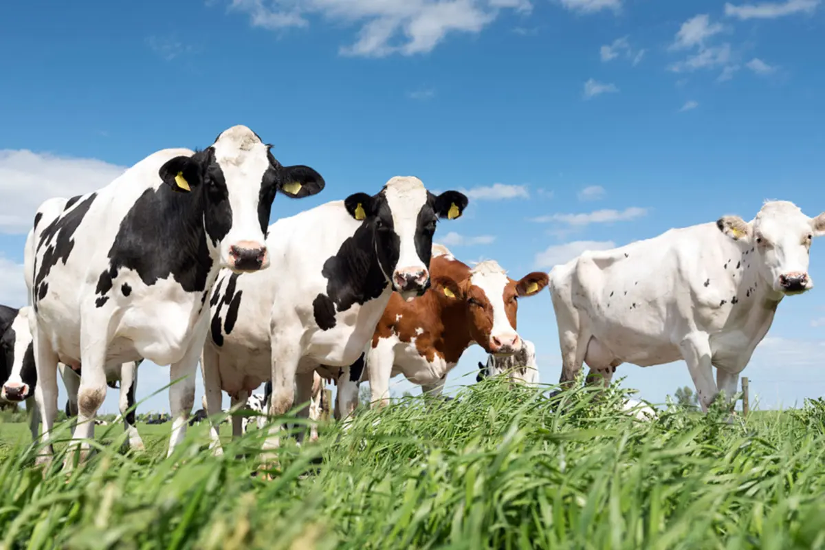 Numerous Cattle in A Field Eating Grass