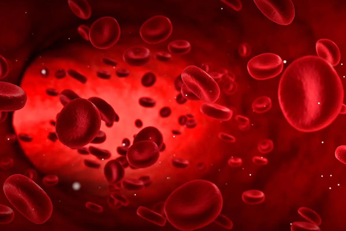 Red Blood Cells Graphic